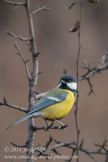 Looking back This lovely small creature is one of the most common birds throughout Europe. Last year it has been elected via on-line voting as a new symbol of Sofia.This picture has been taken during my trip to Studena Dam, located in the valley of Struma river, of Vitosha mountain, some 25 km from Sofia, Bulgaria. Bulgaria,Geotagged,Great Tit,Parus major,aves,bird,black-headed,great tit,nature,parus major,passeridae,passerine,songbird