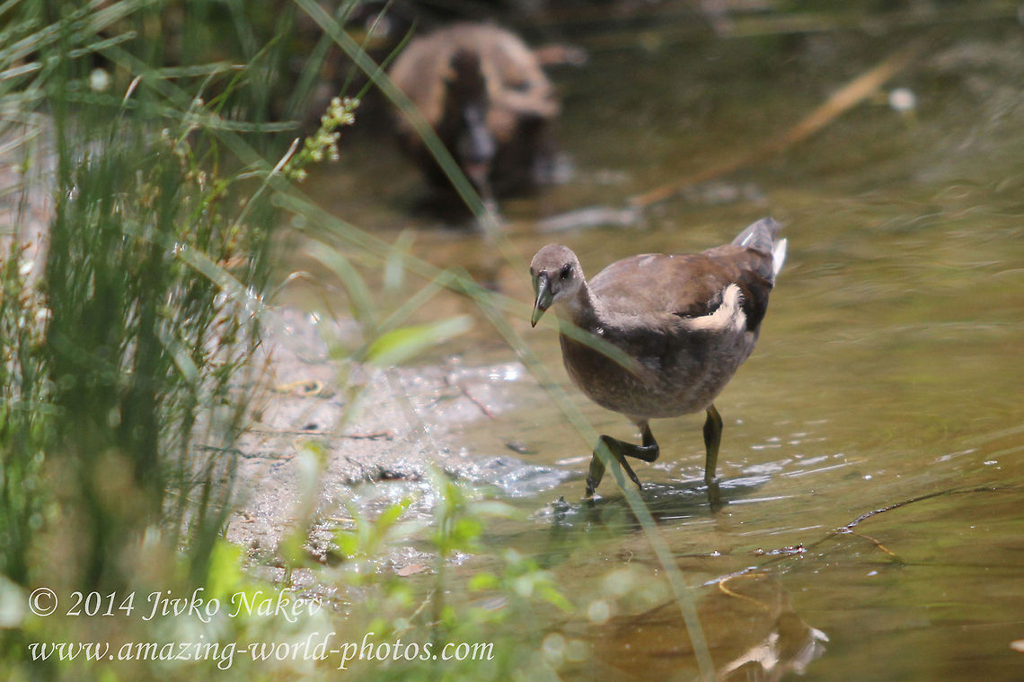 Common Moorhen Juvenile  Bulgaria,Common Moorhen,Gallinula chloropus,Geotagged,Gruififormes,aves,birds
