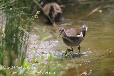 Common Moorhen Juvenile  Bulgaria,Common Moorhen,Gallinula chloropus,Geotagged,Gruififormes,aves,birds