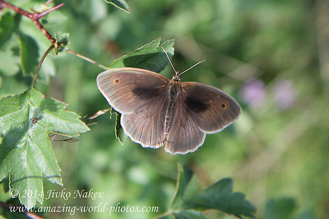 Meadow Brown Butterfly - Maniola jurtina  Bulgaria,Geotagged,Maniola jurtina,Meadow Brown,Meadow Brown Butterfly,insect,lepidoptera,nymphalidae