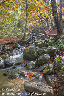 Mountain Water Stream Autumn Mountain Water Stream Autumn Bulgaria,Geotagged,autumn,birch,landscape,moss,mountain,stone,water stream,yellow leaves