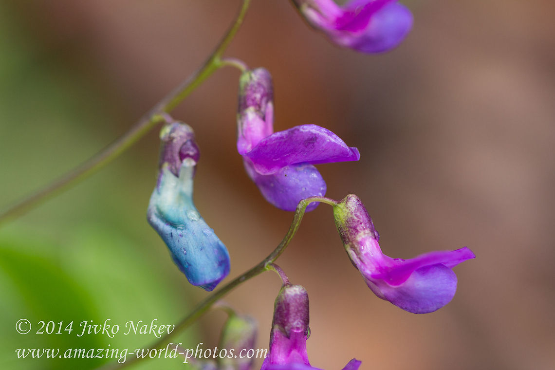 Spring pea - Lathyrus vernus Spring pea or Spring Wetchling (syn. Orobus vernus). Captured at Boyana lake, Vitosha mountain. Bulgaria,Geotagged,Lathyrus vernus,flower,lathyrus vernus,plant,spring pea,spring witchling