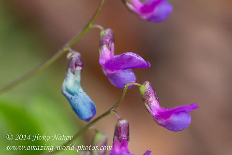 Spring pea - Lathyrus vernus Spring pea or Spring Wetchling (syn. Orobus vernus). Captured at Boyana lake, Vitosha mountain. Bulgaria,Geotagged,Lathyrus vernus,flower,lathyrus vernus,plant,spring pea,spring witchling