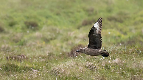 Stercorarius skua - Great skua My bird species lifer #270. Runde Island, Norway, June 2024 Animalia,Aves,Charadriiformes,Chordata,Europe,Geotagged,Great skua,Norway,Runde island,Stercorariidae,Stercorarius skua,Summer,Wildlife,Голям морелетник