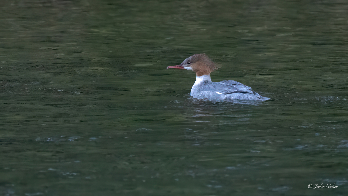 Goosander female - Mergus merganser A distant shot early one morning in a camping site, still pretty dark but glad I was able to capture it. A new species for me. Anatidae,Animalia,Anseriformes,Aves,Chordata,Common merganser,Geotagged,Goosander,Mergus merganser,Norway,Summer,Wildlife,Голям нирец