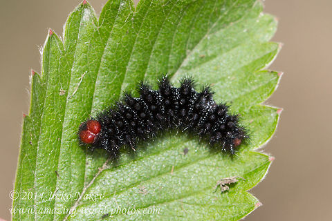 Glanville Fritillary Butterfly Caterpillar - Melitaea cinxia Captured in Vitosha mountain, Bistrishko braniste nature reserve.
https://www.jungledragon.com/image/78900/glanville_fritillary_-_melitaea_cinxia.html Bulgaria,Geotagged,Glanville Fritillary,Melitaea cinxia,butterfly,caterpillar,insect,lepidoptera,melitaea cinxia,nature