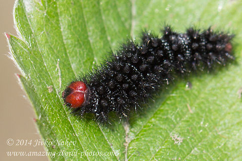 Glanville Fritillary Butterfly Caterpillar - Melitaea cinxia Captured in Vitosha mountain, Bistrishko braniste nature reserve. Bulgaria,Geotagged,Glanville Fritillary,Melitaea cinxia,butterfly,caterpillar,insect,lepidoptera,melitaea cinxia,nature