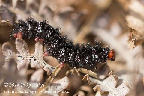 Glanville Fritillary Butterfly Caterpillar - Melitaea cinxia Captured in Vitosha mountain, Bistrishko braniste nature reserve. Bulgaria,Geotagged,Glanville Fritillary,Melitaea cinxia,butterfly,caterpillar,insect,lepidoptera,melitaea cinxia,nature