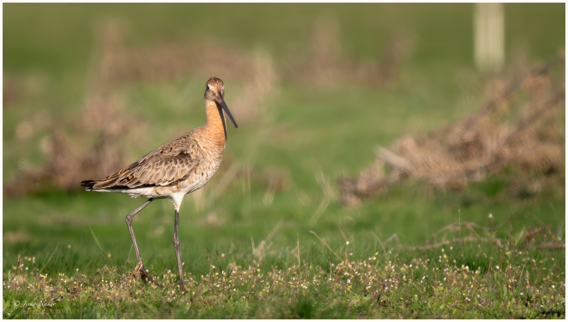 Black-tailed Godwit - Limosa limosa  Animalia,Aves,Black-tailed Godwit,Bulgaria,Charadriiformes,Chordata,Europe,Geotagged,Limosa limosa,Mramor reservoir,Scolopacidae,Shorebird,Sofia,Spring,Wader,Wildlife