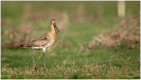 Black-tailed Godwit - Limosa limosa  Animalia,Aves,Black-tailed Godwit,Bulgaria,Charadriiformes,Chordata,Europe,Geotagged,Limosa limosa,Mramor reservoir,Scolopacidae,Shorebird,Sofia,Spring,Wader,Wildlife