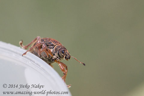 Broad-nosed Weevil - Polydrusus mollis Photo taken in Vitosha mountain, Bistrishko braniste nature reserve. Broad-nosed Weevil,Bulgaria,Curculionidae,Entiminae,Geotagged,Polydrusus mollis,R&uuml;sselk&auml;fer,coleoptera,insect,pest