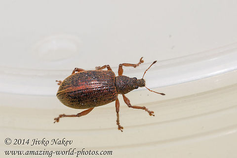 Broad-nosed Weevil - Polydrusus mollis Photo taken in Vitosha mountain, Bistrishko braniste nature reserve. Broad-nosed Weevil,Bulgaria,Curculionidae,Entiminae,Geotagged,Polydrusus mollis,Rüsselkäfer,coleoptera,insect,pest