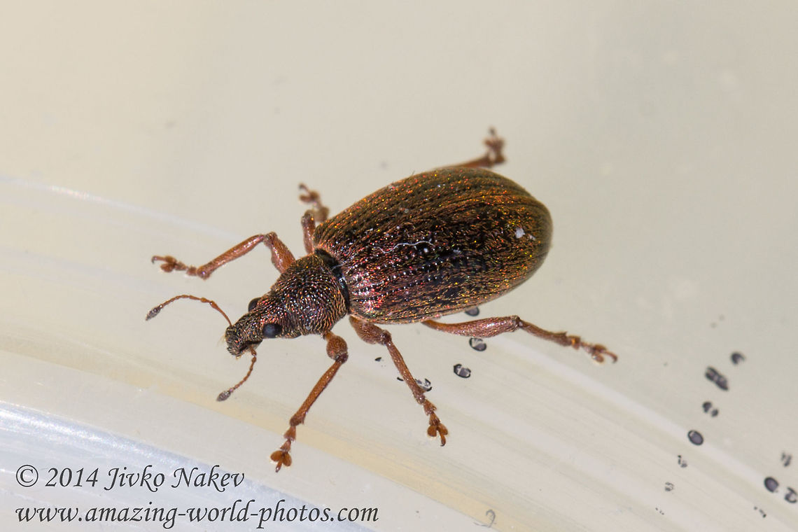 Broad-nosed Weevil - Polydrusus mollis Photo taken in Vitosha mountain, Bistrishko braniste nature reserve. Broad-nosed Weevil,Bulgaria,Curculionidae,Entiminae,Geotagged,Polydrusus mollis,R&uuml;sselk&auml;fer,coleoptera,insect,pest