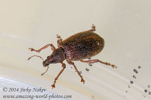 Broad-nosed Weevil - Polydrusus mollis Photo taken in Vitosha mountain, Bistrishko braniste nature reserve. Broad-nosed Weevil,Bulgaria,Curculionidae,Entiminae,Geotagged,Polydrusus mollis,Rüsselkäfer,coleoptera,insect,pest