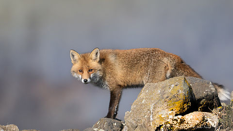 European Red Fox - Vulpes vulpes crucigera  Animalia,Bulgaria,Canidae,Carnivora,Chordata,Europe,European red fox,Geotagged,Mammalia,Red Fox,Rhodope mountains,Vulpes vulpes,Vulpes vulpes crucigera,Wildlife,Winter