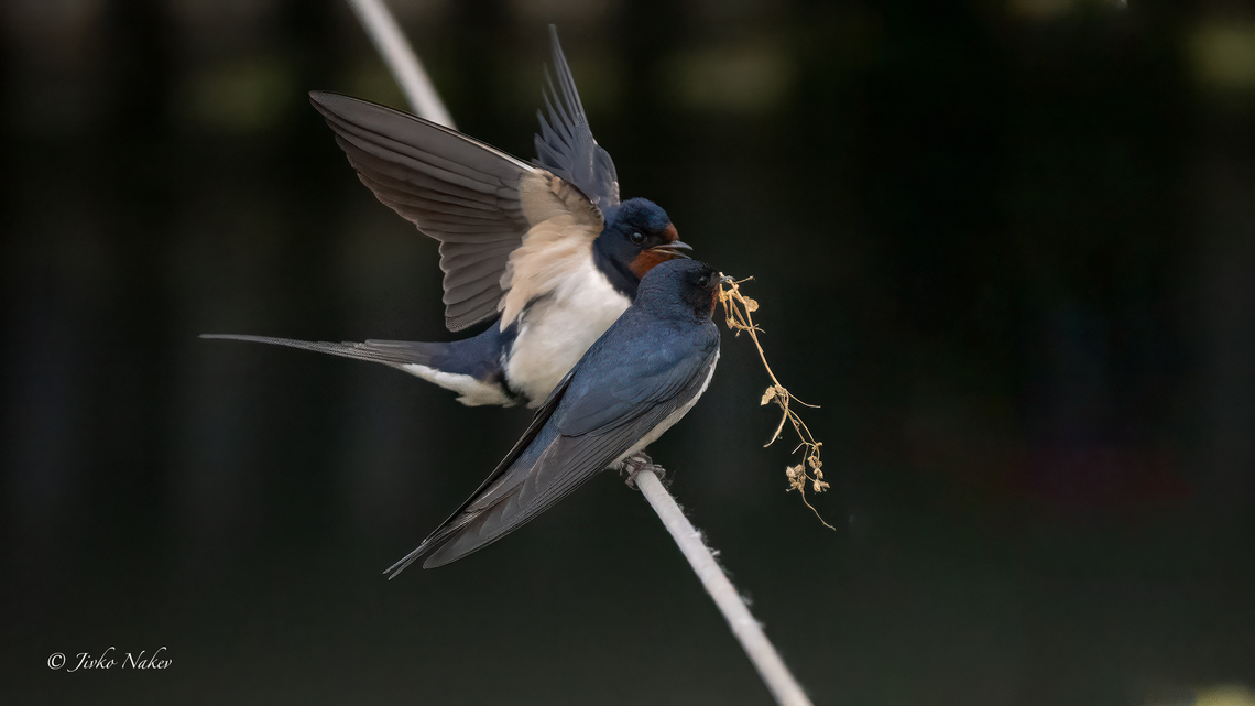 Barn swallows - Hirundo rustica  Animalia,Aves,Barn Swallow,Barn swallow,Chordata,Danube delta biosphere reserve,Europe,Geotagged,Hirundinidae,Hirundo rustica,Passeriformes,Passerine,Romania,Spring,Wildlife