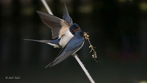 Barn swallows - Hirundo rustica  Animalia,Aves,Barn Swallow,Barn swallow,Chordata,Danube delta biosphere reserve,Europe,Geotagged,Hirundinidae,Hirundo rustica,Passeriformes,Passerine,Romania,Spring,Wildlife