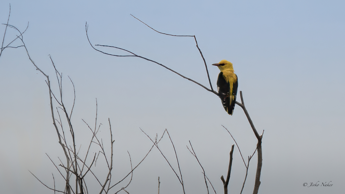Eurasian Golden Oriole - Oriolus oriolus  Animalia,Aves,Chordata,Danube delta biosphere reserve,Eurasian Golden Oriole,Eurasian golden oriole,Europe,Geotagged,Oriolidae,Oriolus oriolus,Passeriformes,Passerine,Romania,Spring,Wildlife