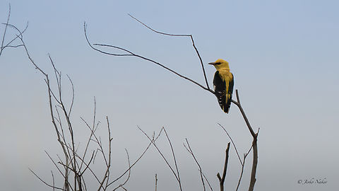 Eurasian Golden Oriole - Oriolus oriolus  Animalia,Aves,Chordata,Danube delta biosphere reserve,Eurasian Golden Oriole,Eurasian golden oriole,Europe,Geotagged,Oriolidae,Oriolus oriolus,Passeriformes,Passerine,Romania,Spring,Wildlife