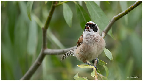 Eurasian penduline tit - Remiz pendulinus  Animalia,Aves,Chordata,Danube delta biosphere reserve,Eurasian penduline tit,Europe,Geotagged,Passeriformes,Passerine,Remiz pendulinus,Remizidae,Romania,Spring,To upload,Wildlife