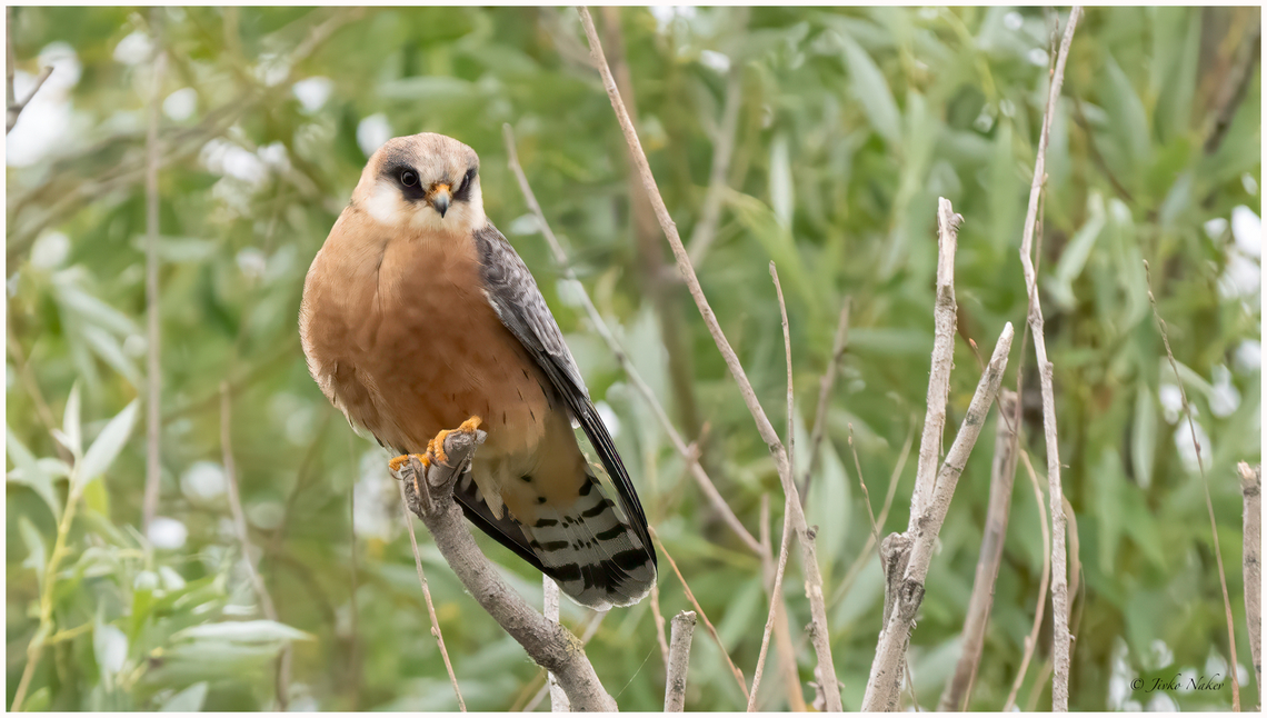 Red-footed falcon female - Falco vespertinus  Animalia,Aves,Chordata,Danube delta biosphere reserve,Europe,Falco vespertinus,Falcon,Falconidae,Falconiformes,Geotagged,Red-footed falcon,Romania,Spring,Wildlife