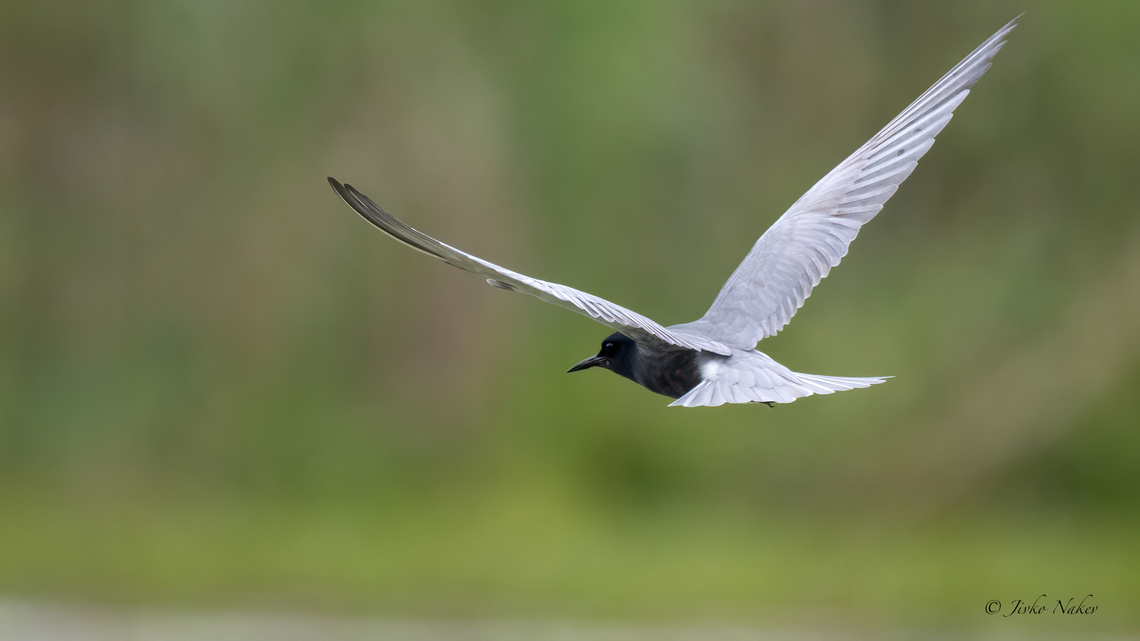 Black tern - Chlidonias niger  Animalia,Aves,Black tern,Charadriiformes,Chlidonias niger,Chordata,Danube delta biosphere reserve,Europe,Geotagged,Laridae,Romania,Spring,Wildlife