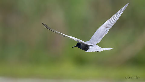 Black tern - Chlidonias niger  Animalia,Aves,Black tern,Charadriiformes,Chlidonias niger,Chordata,Danube delta biosphere reserve,Europe,Geotagged,Laridae,Romania,Spring,Wildlife