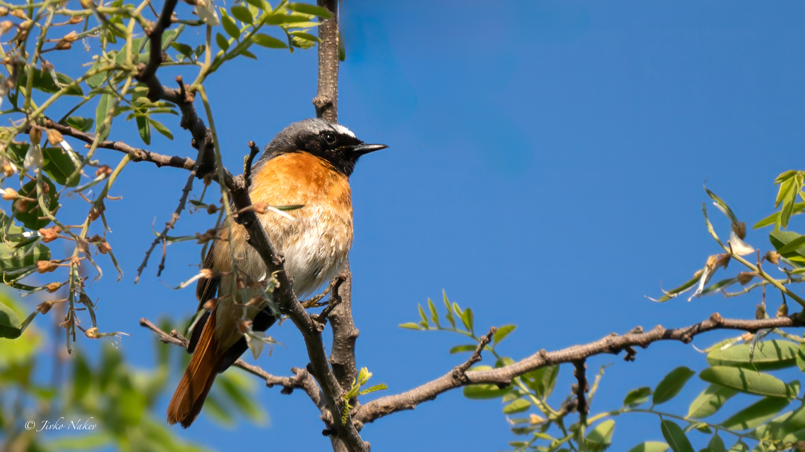 Common redstart - Phoenicurus phoenicurus Градинска червеноопашка Animalia,Aves,Chordata,Common Redstart,Common redstart,Geotagged,Muscicapidae,Passeriformes,Passerine,Phoenicurus phoenicurus,Romania,Spring,Wildlife