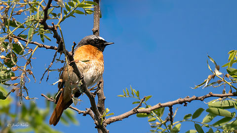 Common redstart - Phoenicurus phoenicurus Градинска червеноопашка Animalia,Aves,Chordata,Common Redstart,Common redstart,Geotagged,Muscicapidae,Passeriformes,Passerine,Phoenicurus phoenicurus,Romania,Spring,Wildlife
