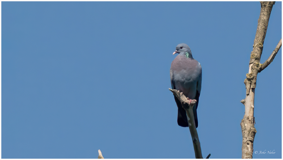 Stock dove - Columba oenas Хралупар Animalia,Aves,Chordata,Columba oenas,Columbidae,Columbiformes,Danube delta biosphere reserve,Europe,Geotagged,Romania,Spring,Stock Dove,Stock dove,Wildlife,Хралупар