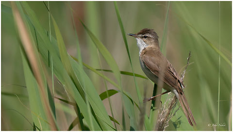 Paddyfield warbler - Acrocephalus agricola Индийско шаварче Acrocephalidae,Acrocephalus  agricola,Acrocephalus agricola,Animalia,Aves,Chordata,Geotagged,Paddyfield warbler,Passeriformes,Passerine,Romania,Spring,To upload,Wildlife,ZVero,Индийско шаварче
