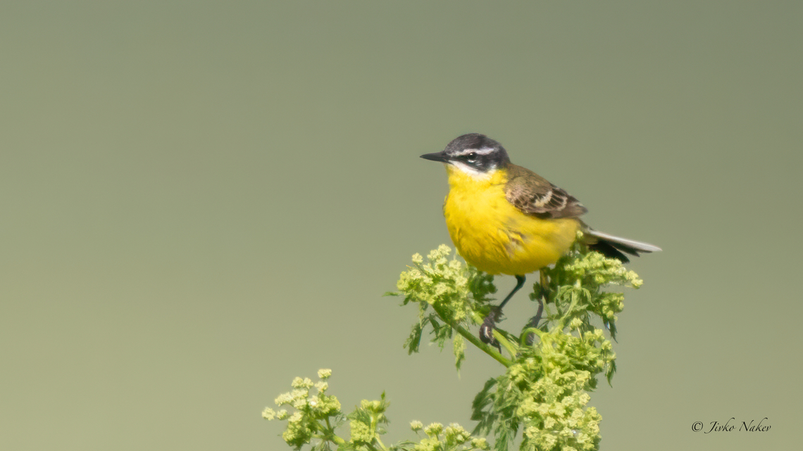 Yellow wagtail - Motacilla flava flava  Animalia,Aves,Chordata,Danube delta biosphere reserve,Europe,Geotagged,Motacilla flava,Motacilla flava flava,Motacillidae,Passeriformes,Passerine,Romania,Spring,Western yellow wagtail,Wildlife
