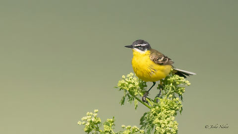 Yellow wagtail - Motacilla flava flava  Animalia,Aves,Chordata,Danube delta biosphere reserve,Europe,Geotagged,Motacilla flava,Motacilla flava flava,Motacillidae,Passeriformes,Passerine,Romania,Spring,Western yellow wagtail,Wildlife