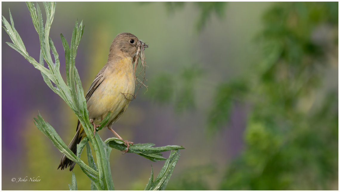 Black-headed bunting female with nesting material - Emberiza melanocephala Черноглава овесарка Animalia,Aves,Black-headed bunting,Chordata,Danube delta biosphere reserve,Emberiza melanocephala,Emberizidae,Europe,Geotagged,Passeriformes,Passerine,Romania,Spring,Wildlife,Черноглава овесарка
