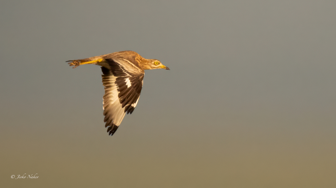 Eurasian Stone-curlew - Burhinus oedicnemus New bird species for me. A difficult bird to find and photograph in Bulgaria. Few pairs nest here. I know one of the places where they nest - on the northern Black Sea coast. I have visited it several times without success. This year I was lucky to have this bird fly under the rays of the rising sun a few minutes after I arrived at the place. Great luck. There are a few dozen birds gathering these days, preparing to fly away. But I don't have a chance to go there right now! Animalia,Aves,Bulgaria,Burhinidae,Burhinus oedicnemus,Charadriiformes,Chordata,Dobrich,Eurasian Stone-curlew,Eurasian Thick-knee,Eurasian stone-curlew,Europe,Geotagged,Kavarna,Spring,To upload,Wildlife,ZVero,Обикновен турилик