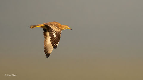 Eurasian Stone-curlew - Burhinus oedicnemus New bird species for me. A difficult bird to find and photograph in Bulgaria. Few pairs nest here. I know one of the places where they nest - on the northern Black Sea coast. I have visited it several times without success. This year I was lucky to have this bird fly under the rays of the rising sun a few minutes after I arrived at the place. Great luck. There are a few dozen birds gathering these days, preparing to fly away. But I don't have a chance to go there right now! Animalia,Aves,Bulgaria,Burhinidae,Burhinus oedicnemus,Charadriiformes,Chordata,Dobrich,Eurasian Stone-curlew,Eurasian Thick-knee,Eurasian stone-curlew,Europe,Geotagged,Kavarna,Spring,To upload,Wildlife,ZVero,Обикновен турилик