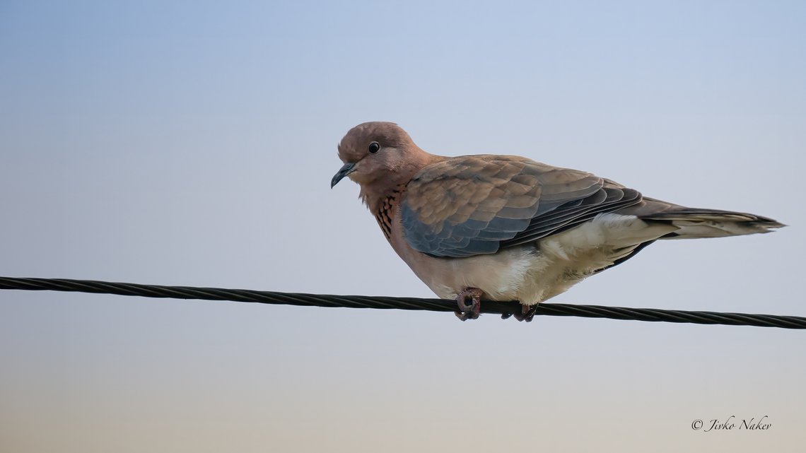 Laughing dove - Spilopelia senegalensis Малка гургулица<br />
Rarely spotted in Europe. This year a pair is recorded nesting in Bulgaria at the Black Sea coast. I had the chance to see and photograph one of them. Animalia,Aves,Bulgaria,Chordata,Columbidae,Columbiformes,Dobrich,Europe,Geotagged,Kavarna,Laughing Dove,Laughing dove,Spilopelia senegalensis,Spring,Streptopelia senegalensis,Wildlife,Малка гургулица