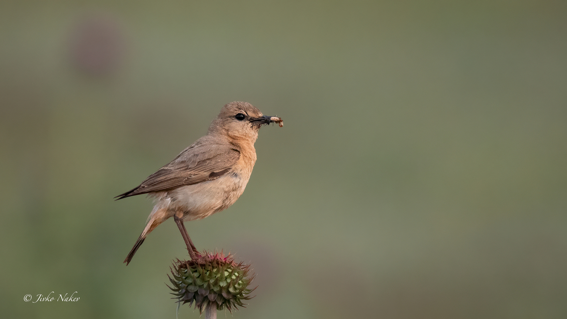 Isabelline wheatear - Oenanthe isabellina Ориенталско каменарче Animalia,Aves,Bulgaria,Chordata,Dobrich,Europe,Geotagged,Isabelline wheatear,Kavarna,Muscicapidae,Oenanthe isabellina,Passeriformes,Passerine,Spring,Wildlife,Ориенталско каменарче