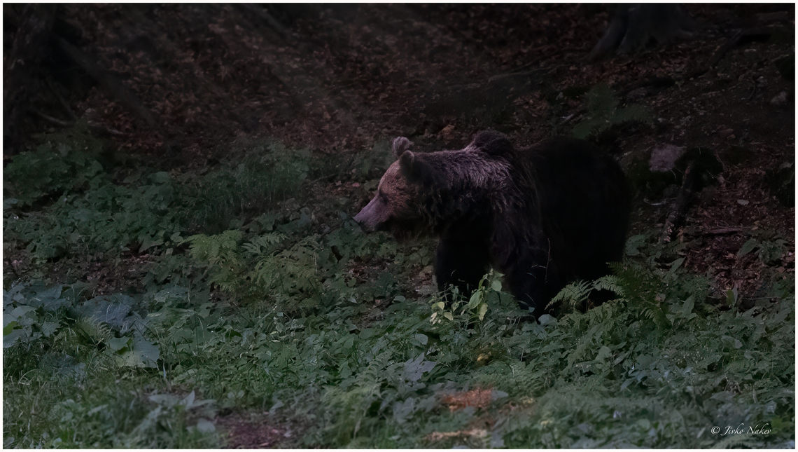 Brown bear - Ursus arctos Finally, I was able to photograph a bear in Bulgaria. The photo was taken from a hide. My friends and I took turns for 5 days and nights, I got lucky on the morning of the 5th day. The bear showed up very early in the morning, very pale sunlight barely creeping through the trees. It just passed in front of me without stopping. It was worth the patience. Animalia,Brown Bear,Brown bear,Bulgaria,Carnivora,Central Balkan National Park,Chordata,Europe,Geotagged,Mammalia,Summer,Ursidae,Ursus arctos,Wildlife