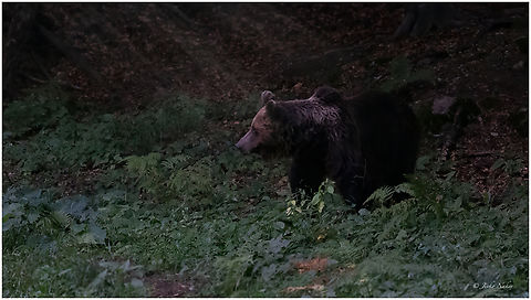 Brown bear - Ursus arctos Finally, I was able to photograph a bear in Bulgaria. The photo was taken from a hide. My friends and I took turns for 5 days and nights, I got lucky on the morning of the 5th day. The bear showed up very early in the morning, very pale sunlight barely creeping through the trees. It just passed in front of me without stopping. It was worth the patience. Animalia,Brown Bear,Brown bear,Bulgaria,Carnivora,Central Balkan National Park,Chordata,Europe,Geotagged,Mammalia,Summer,Ursidae,Ursus arctos,Wildlife