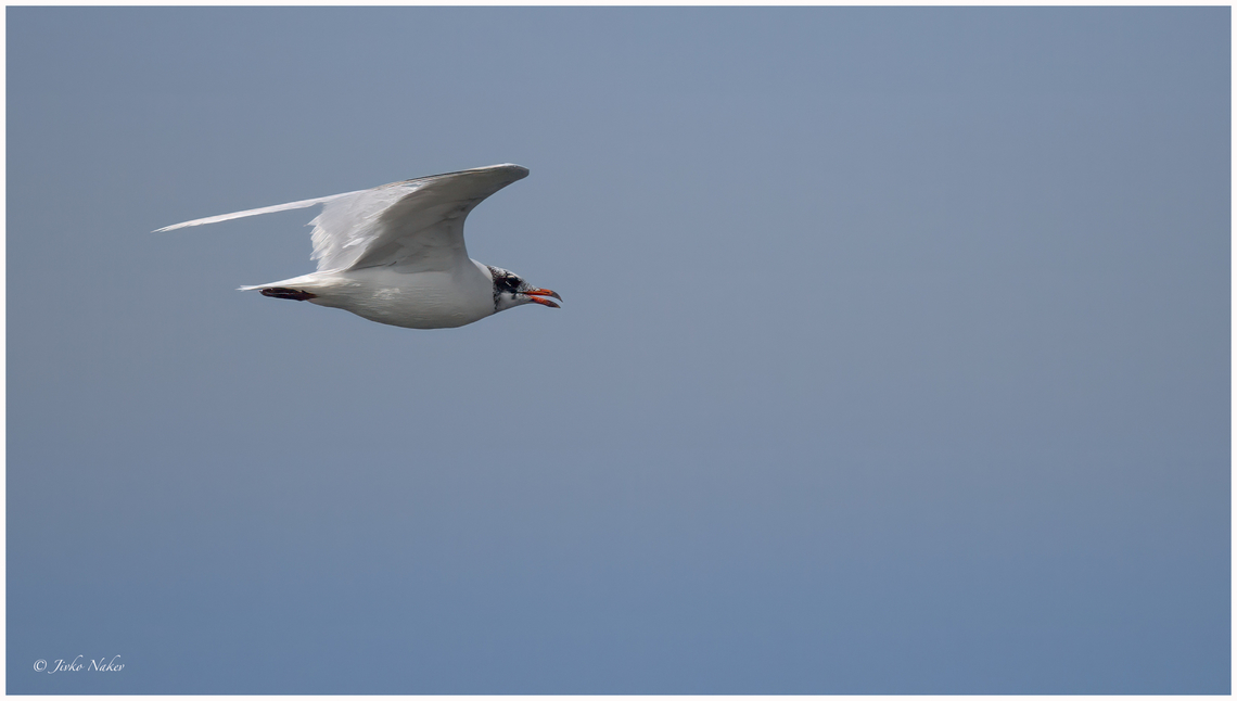 Mediterranean gull - Ichthyaetus melanocephalus Малка черноглава чайка Animalia,Aves,Central Macedonia,Chalkidiki,Charadriiformes,Chordata,Europe,Geotagged,Greece,Ichthyaetus melanocephalus,Laridae,Larus melanocephalus,Mediterranean gull,Summer,Wildlife,Малка черноглава чайка