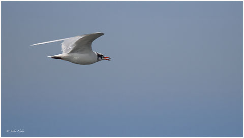 Mediterranean gull - Ichthyaetus melanocephalus Малка черноглава чайка Animalia,Aves,Central Macedonia,Chalkidiki,Charadriiformes,Chordata,Europe,Geotagged,Greece,Ichthyaetus melanocephalus,Laridae,Larus melanocephalus,Mediterranean gull,Summer,Wildlife,Малка черноглава чайка