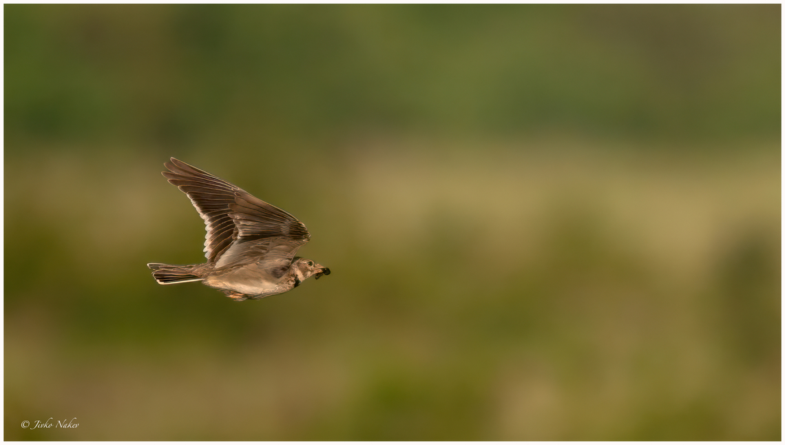 European calandra lark - Melanocorypha calandra Дебелоклюна чучулига Alaudidae,Animalia,Aves,Bulgaria,Calandra lark,Chordata,Dobrich,Europe,European calandra lark,Geotagged,Kavarna,Melanocorypha calandra,Passeriformes,Passerine,Spring,Wildlife,Дебелоклюна чучулига
