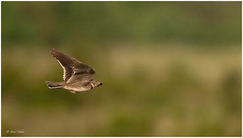 European calandra lark - Melanocorypha calandra Дебелоклюна чучулига Alaudidae,Animalia,Aves,Bulgaria,Calandra lark,Chordata,Dobrich,Europe,European calandra lark,Geotagged,Kavarna,Melanocorypha calandra,Passeriformes,Passerine,Spring,Wildlife,Дебелоклюна чучулига