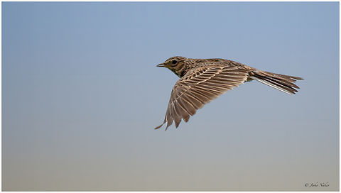 Eurasian skylark - Alauda arvensis Полска чучулига Alauda arvensis,Alaudidae,Animalia,Aves,Chordata,Eurasian skylark,Europe,Geotagged,Passeriformes,Passerine,Romania,Spring,Vadu,Wildlife,Полска чучулига