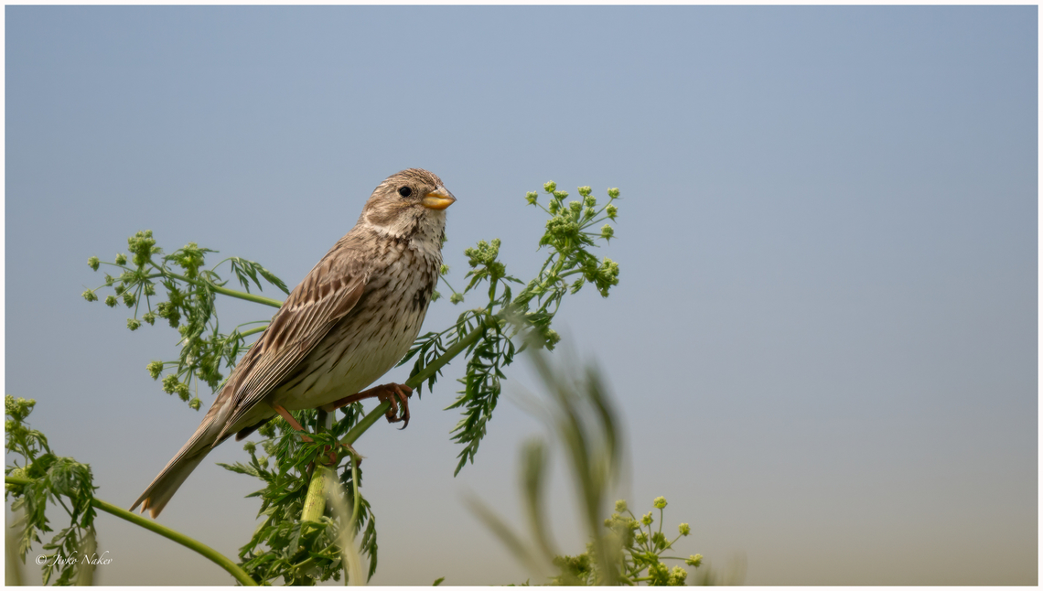Corn bunting - Emberiza calandra Сива овесарка Animalia,Aves,Chordata,Corn bunting,Danube delta biosphere reserve,Emberiza calandra,Emberizidae,Europe,Geotagged,Passeriformes,Passerine,Romania,Spring,Vadu,Wildlife,Сива овесарка