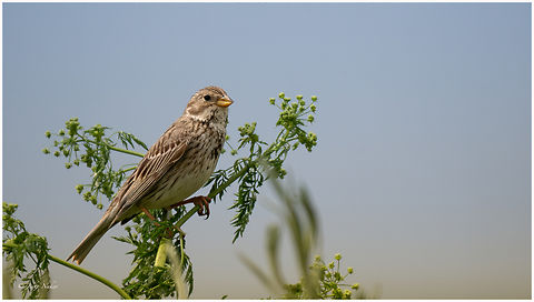 Corn bunting - Emberiza calandra Сива овесарка Animalia,Aves,Chordata,Corn bunting,Danube delta biosphere reserve,Emberiza calandra,Emberizidae,Europe,Geotagged,Passeriformes,Passerine,Romania,Spring,Vadu,Wildlife,Сива овесарка