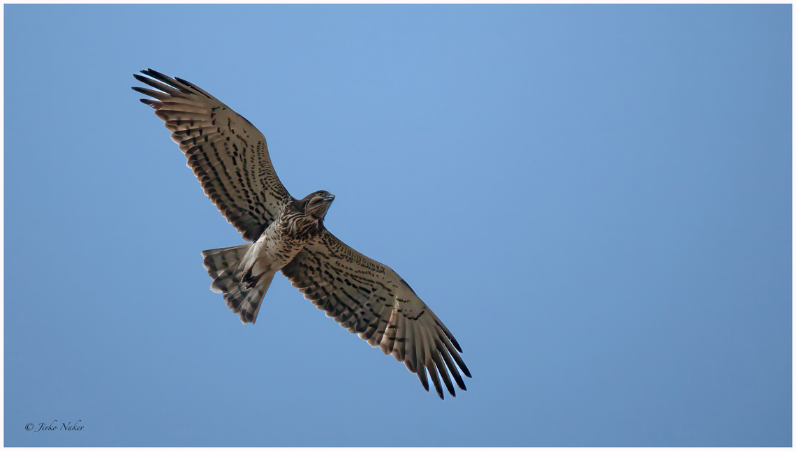 Short-toed snake eagle - Circaetus gallicus Орел змияр Accipitridae,Accipitriformes,Animalia,Aves,Bird of prey,Central Macedonia,Chordata,Circaetus gallicus,Europe,Geotagged,Greece,Lake Kerkini National Park,Short-toed Snake Eagle,Short-toed snake eagle,Summer,Wildlife,Орел змияр