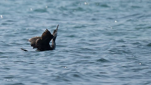 European shag - Phalacrocorax aristotelis Distant photo. It could be Mediterranian shag - Phalacrocorax aristotelis desmrestii Animalia,Aves,Central Macedonia,Chalkidiki,Chordata,Europe,European Shag,European shag,Geotagged,Greece,Phalacrocoracidae,Phalacrocorax aristotelis,Seabird,Sulidae,Suliformes,Summer,Wildlife,Среден корморан