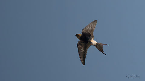 Red-rumped swallow - Cecropis daurica  Animalia,Aves,Cecropis daurica,Central Macedonia,Chalkidiki,Chordata,Europe,Geotagged,Greece,Hirundinidae,Passeriformes,Passerine,Red-rumped swallow,Summer,Wildlife,Червенокръста лястовица